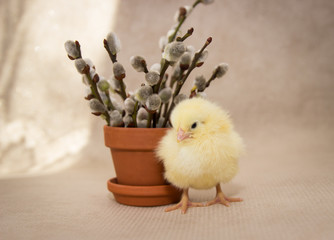 funny chicken stands beside the flower pot on a sunny day, easter