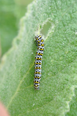 The mullein moth (Cucullia verbasci) caterpillar on food plant. Brightly colored larva in family Noctuidae on great mullein (Verbascum thapsus)