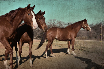 Brown ranch horses with grunge texture background.  Rustic western style image.