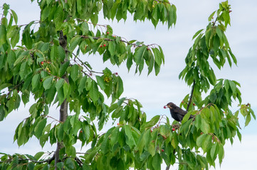 L'oiseau dans le cerisier