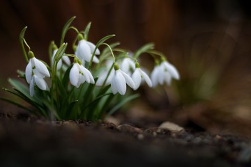 The first snowdrops in the forest
