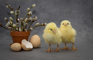 Small chickens on dark background, easter composition.