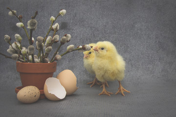 .Small chickens on dark background, easter composition.