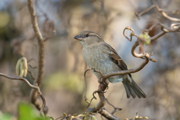 kleiner Spatz 