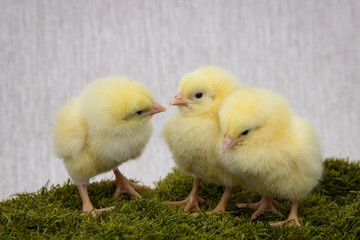 Chickens on the forest moss, easter