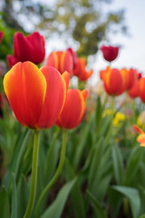 Red tulips with beautiful bouquet background. Tulip. Beautiful bouquet of tulips. colorful tulips. tulips in spring,colourful tulip with blurred background