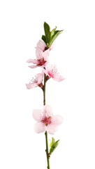 Plum blossom branch, isolated on white background

