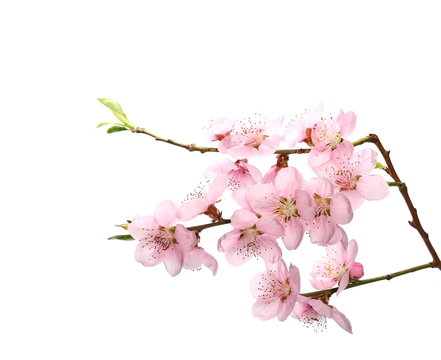 Plum blossom branch, isolated on white background

