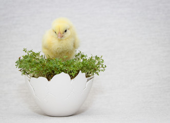 chick in eggshell isolated on simple background, easter composition