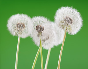 Dandelion on blank green background, beautiful flower, nature and spring concept.