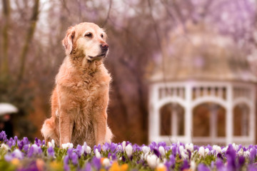 Golden Retriever mit Krokussen