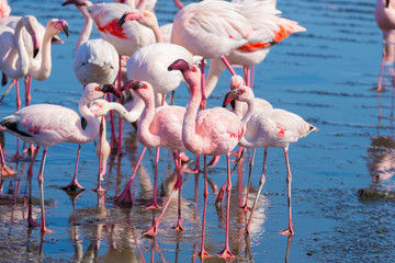 Group of pink flamingos on the sea at Walvis Bay, the atlantic coast of Namibia, Africa.