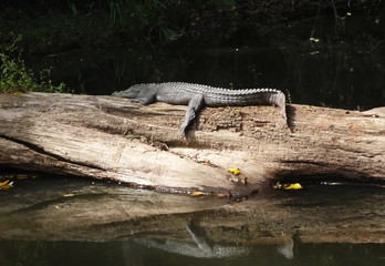 Crocodille in Khao Yai national park, Thailand