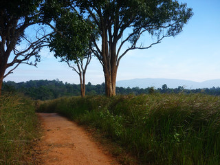 Fototapeta na wymiar Landscape of Khao Yai national park, Thailand