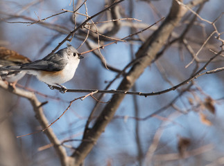 central park, birds, fly, 