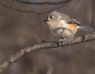central park, birds, fly, 