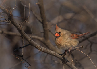 central park, birds, fly, 