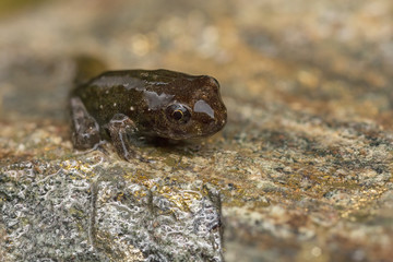 Naklejka premium Tadpole metamorphosis to frog