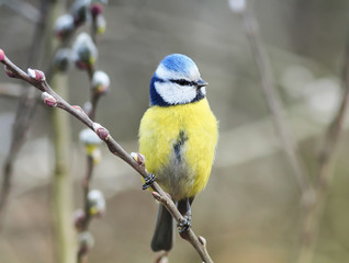 Obraz premium little bird sitting on the branch of a willow with fluffy buds