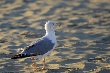 seagull walking on the beach