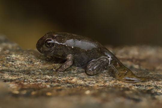 Tadpole Metamorphosis To Frog