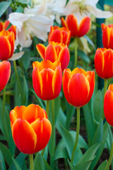 Obraz premium Red tulips with beautiful bouquet background. Tulip. Beautiful bouquet of tulips. colorful tulips. tulips in spring,colourful tulip with blurred background