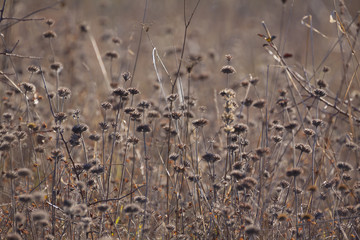 Obraz premium Autumn. Field. Flowers