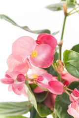 Fototapeta na wymiar Pink Begonia Close Up