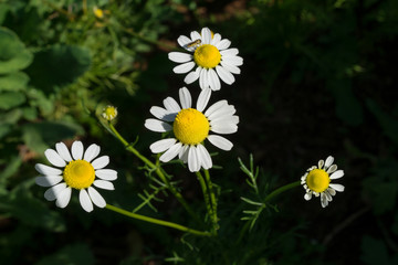 Flowering, Chamomile. Blooming chamomile field, Chamomile flowers on a meadow in summer, Selective focus