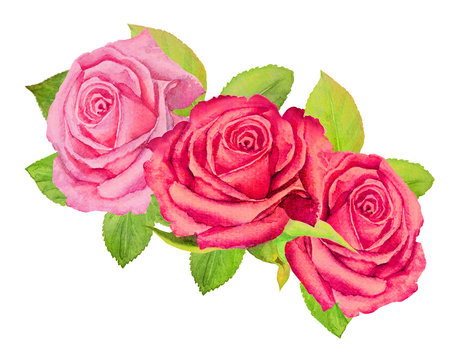 Three pink roses with green foliage on a white background - watercolor painting