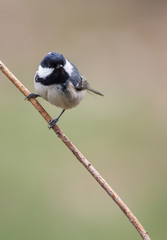 Obraz premium La mésange noire