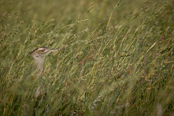 Long Grass