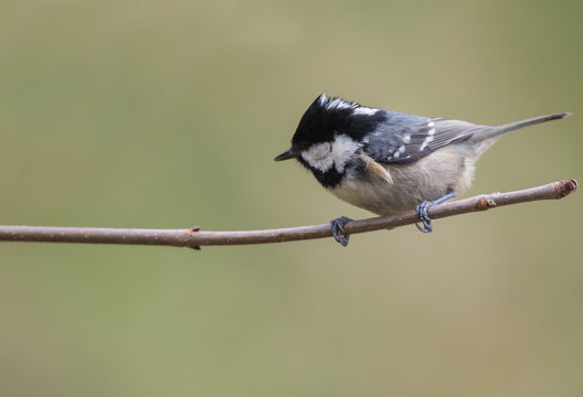 La m&eacute;sange noire