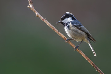 La mésange noire