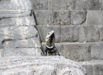 Fototapeta premium Big iguana is guarding the ancient building.