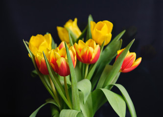 tulips
