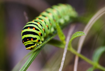 Papilio machaon / Machaon