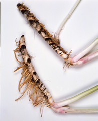 Acorus calamus / Acore odorant / Jonc odorant