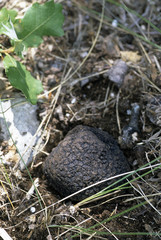 Tuber aestivum / Truffe d'été