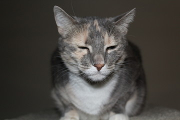 Kitty