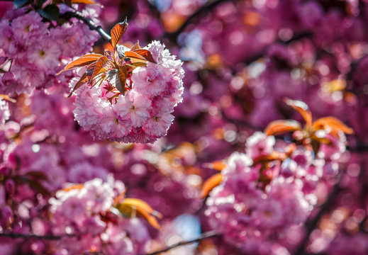 Sakura flower blossom in springtime