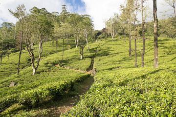 Fototapeta na wymiar Sri Lanka, Teeplantagen