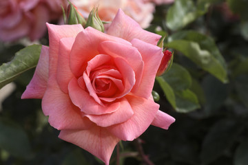 Rosa x / Rose 'Anadia'