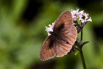 Maniola jurtina / Myrtil