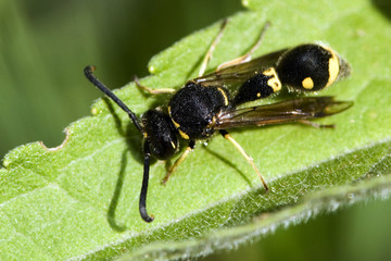 Eumenes pomiformis / Guêpe potier