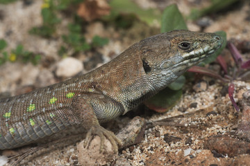 Gallotia atlantica atlantica / Lézard des Canaries
