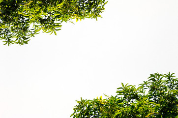 green leaves on white background, copy space for text.