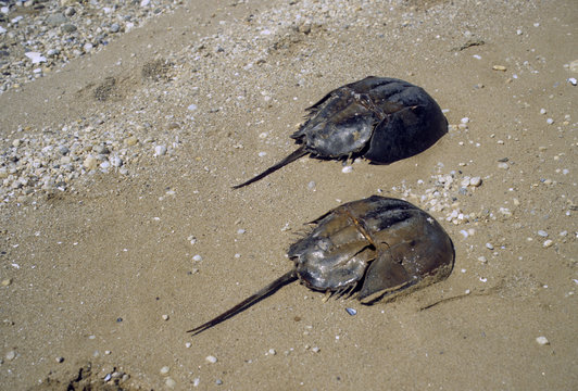 Limulus Polyphemus / Limule