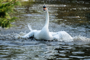 Swan cleaning feathers