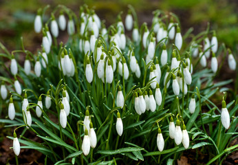 Fototapeta premium Snowdrops in spring forest